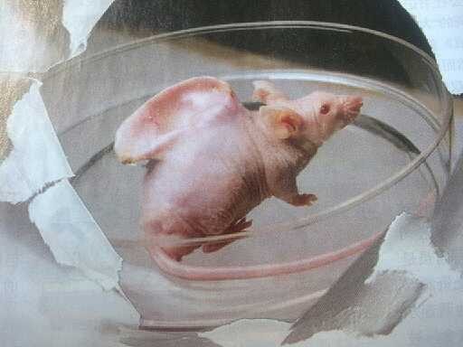 人耳鼠 人耳鼠