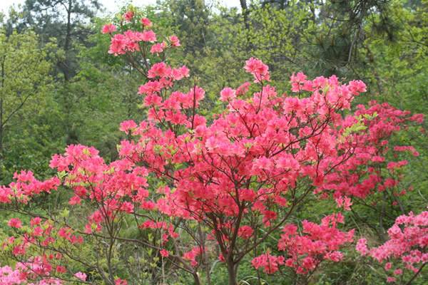 五莲杜鹃花 五莲杜鹃花