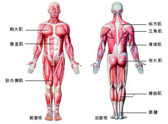 人体解剖学(研究正常人体形态和构造的科学)