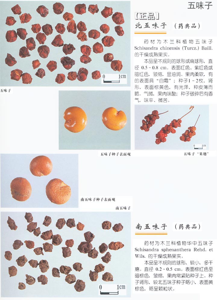 五味子(八角目八角科植物) 五味子(八角目八角科植物)