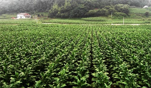 竹山县菸叶 竹山县菸叶