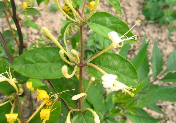 忍冬(秦岭金银花) 忍冬(秦岭金银花)