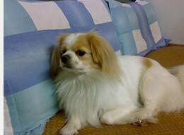 京巴犬 京巴犬
