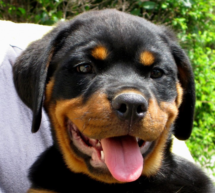 Puppy 罗特韦尔犬 Puppy 罗特韦尔犬