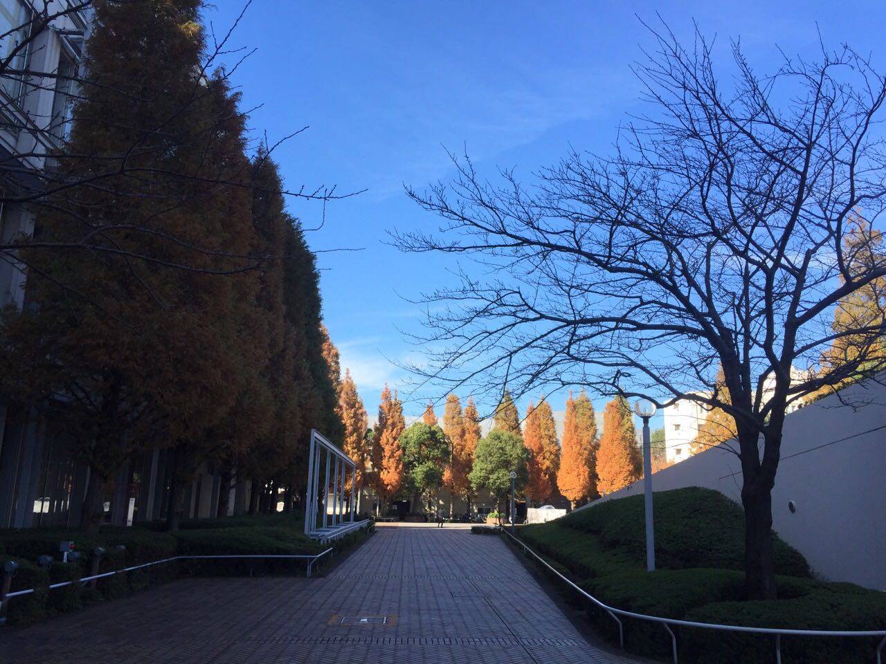 北方校区秋景 北方校区秋景