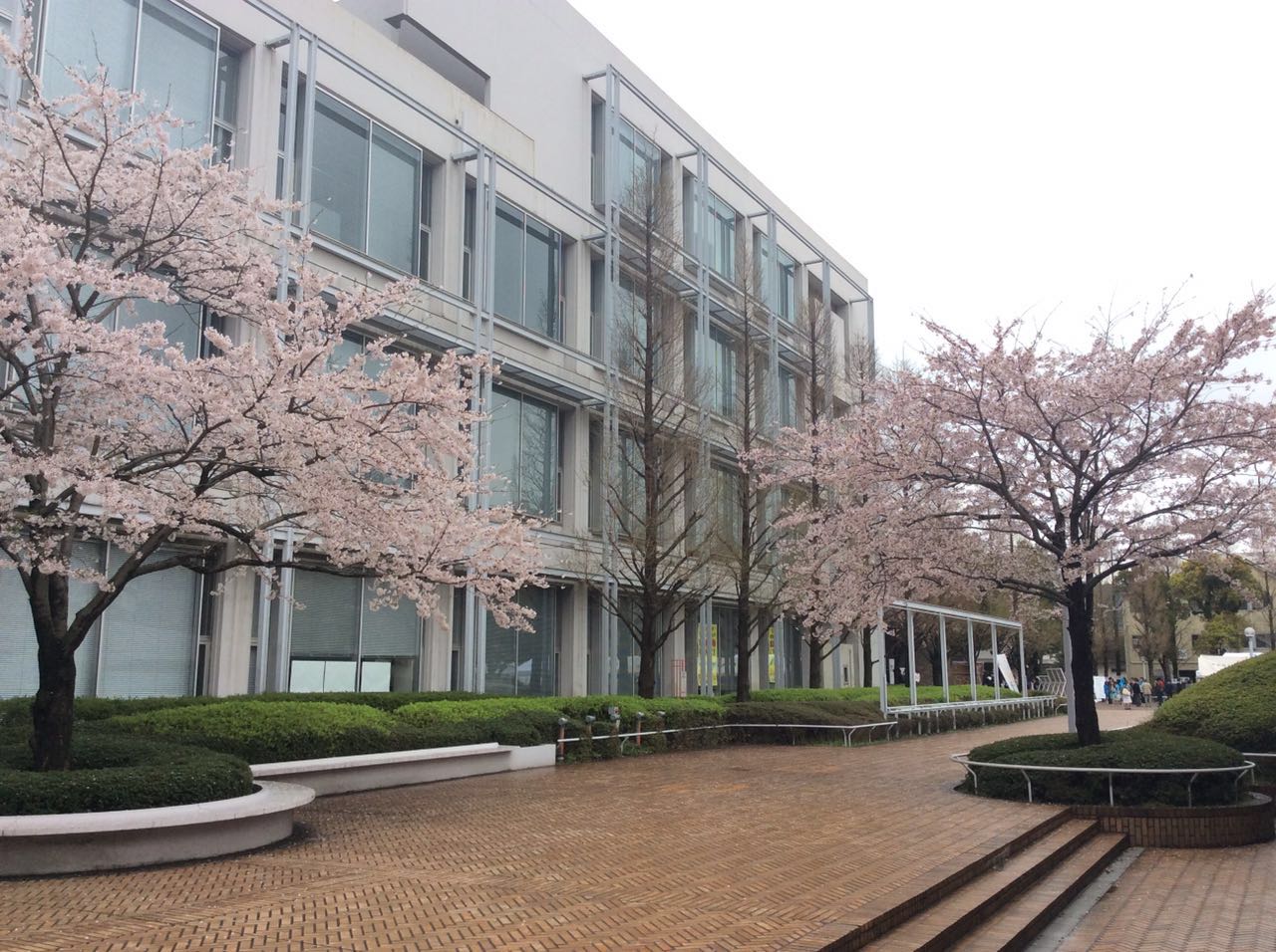 北九州市立大学樱花盛开时 北九州市立大学樱花盛开时
