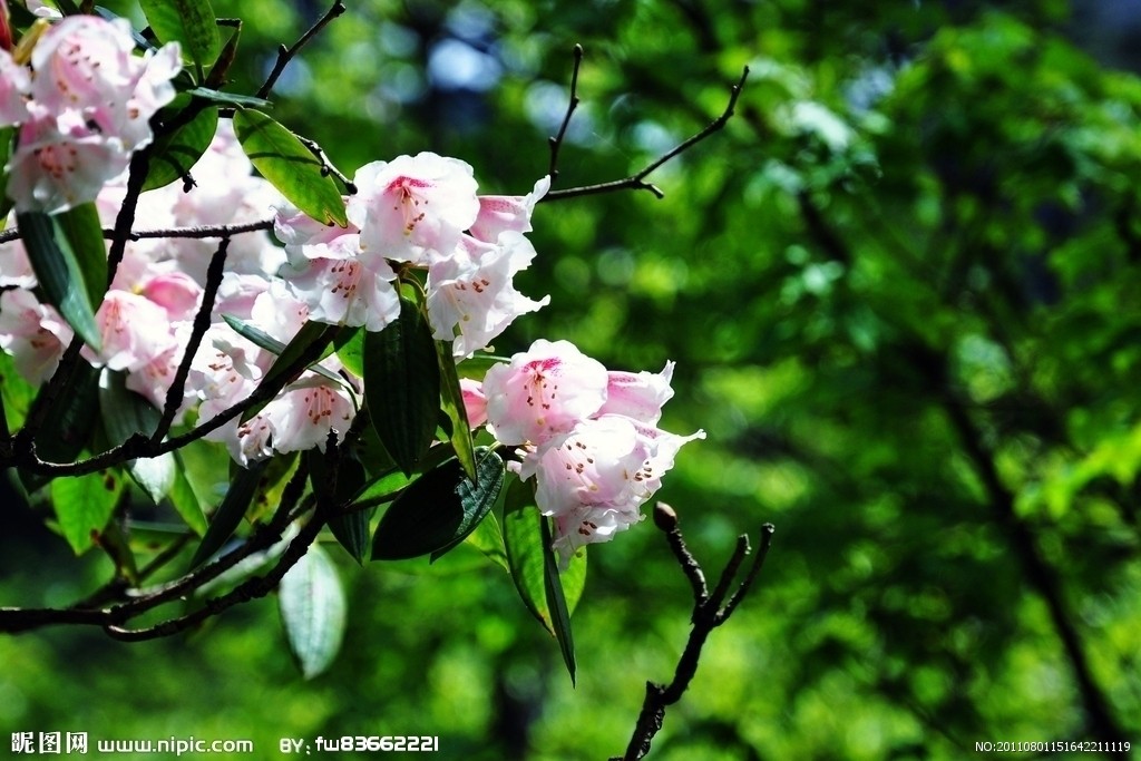 五月花(五月花号公约)