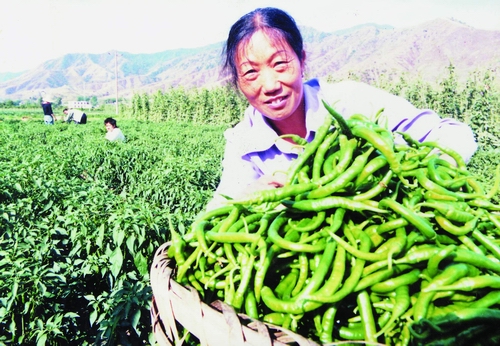 仁和区农业收穫 仁和区农业收穫