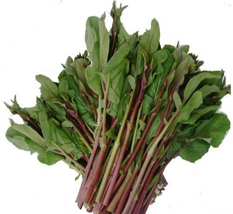 九华红菜薹