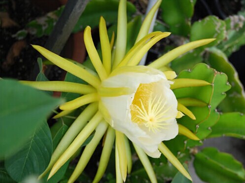 剑花