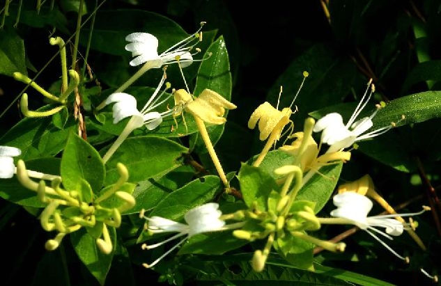 忍冬(秦岭金银花) 忍冬(秦岭金银花)