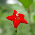 五星花(茑萝的别称) 五星花(茑萝的别称)