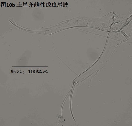 图10b 图10b