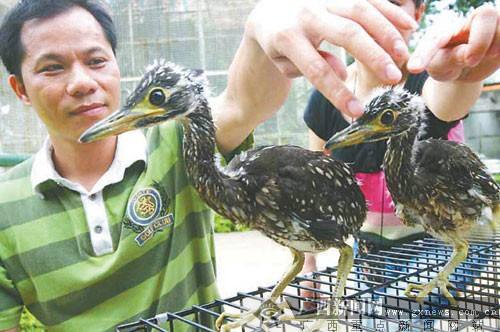 海南虎斑鳽 海南虎斑鳽
