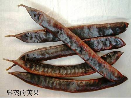 荚果 荚果