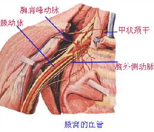 腋下 腋下