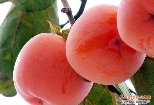 果实