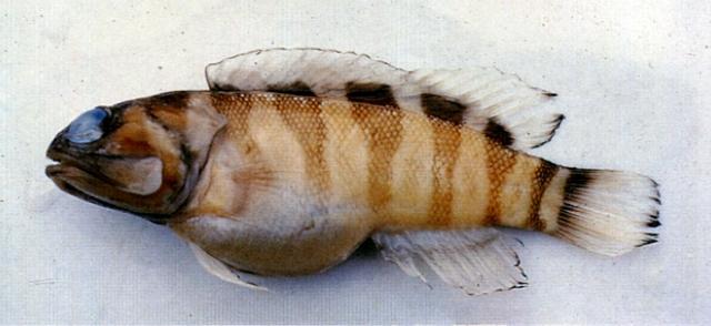 黑带后颌鱼