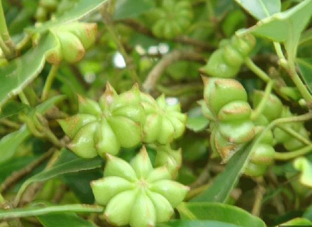 八角(木兰科八角属植物)