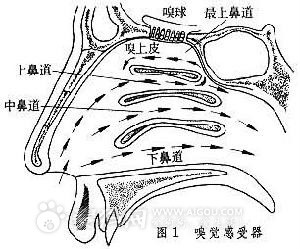 狗(犬(犬科哺乳动物)) 狗(犬(犬科哺乳动物))