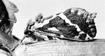 啤酒花蝠蛾(Hepialus cupulinus) 啤酒花蝠蛾(Hepialus cupulinus)