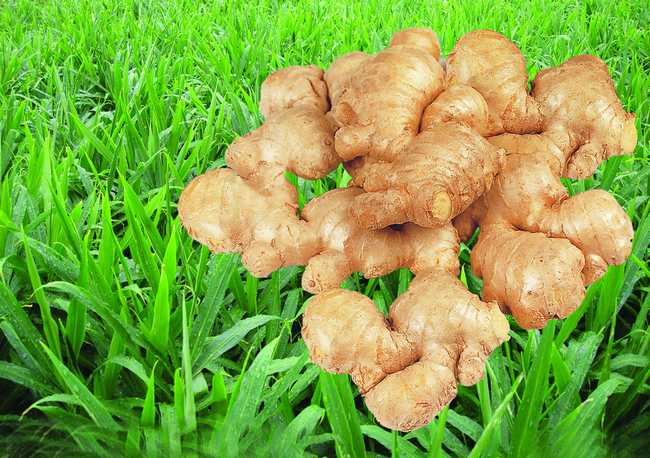 生姜(常用调味植物)