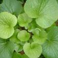 山萮菜 山萮菜