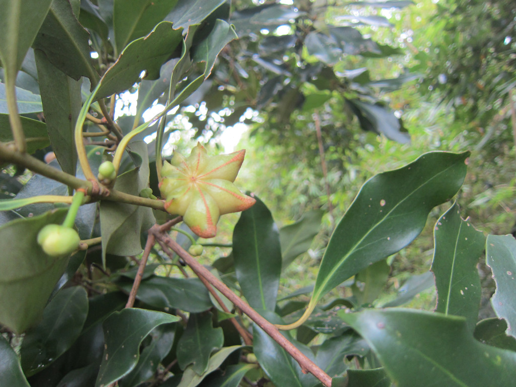 八角(木兰科八角属植物)