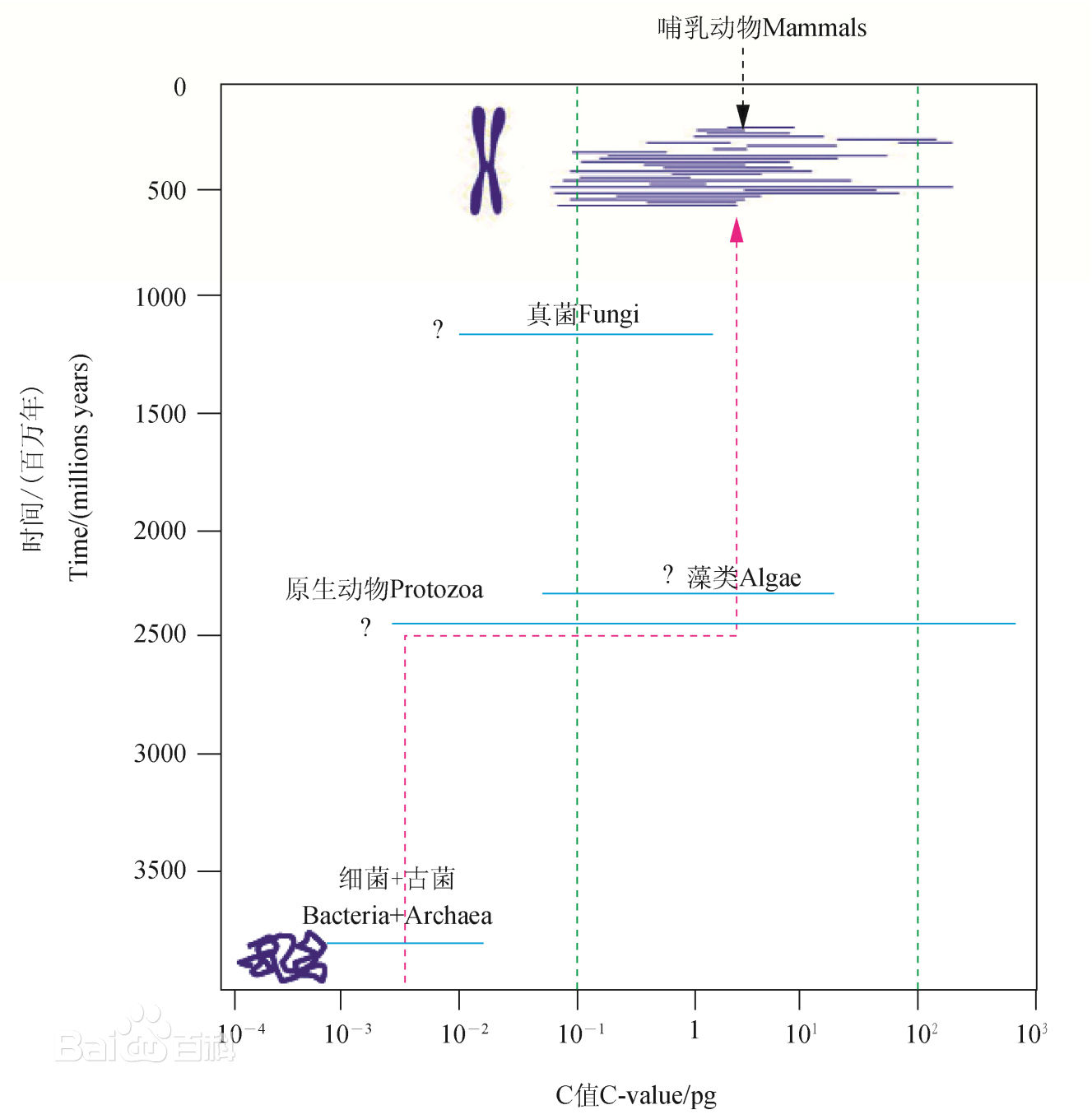 图2 根据各类生物的C值推测真核生物DNA的压缩原理