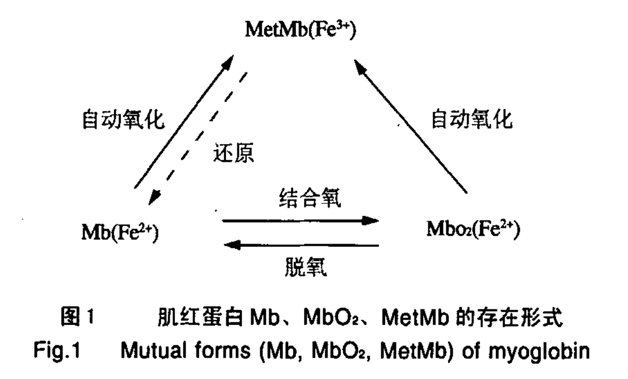 肌红蛋白的存在形式 肌红蛋白的存在形式