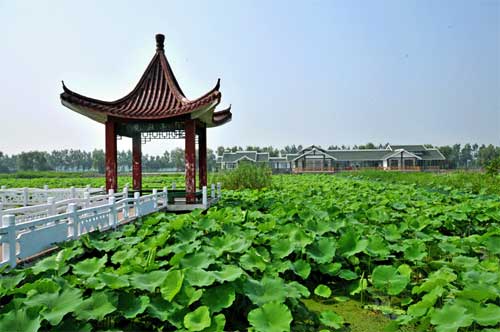 淮安市金湖荷花荡 淮安市金湖荷花荡