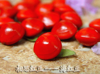 相思豆 相思豆