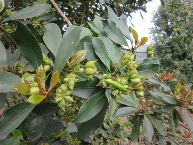 八角(木兰科八角属植物)