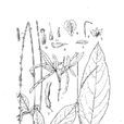 小槐花(豆科落叶固氮植物) 小槐花(豆科落叶固氮植物)