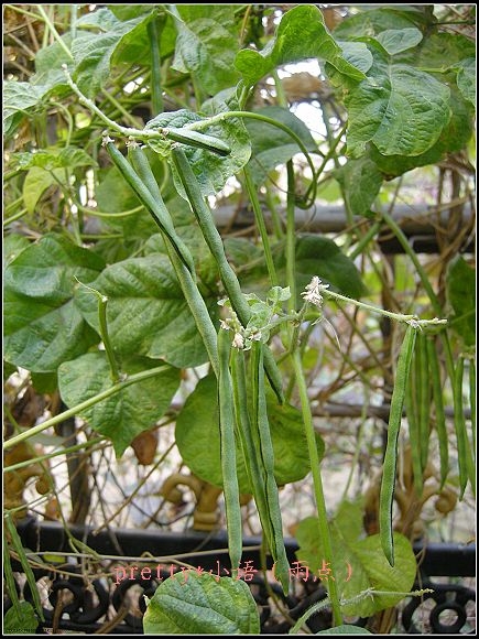 赤小豆植株 赤小豆植株