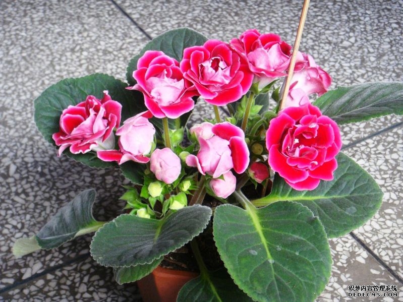 阳台花卉 阳台花卉