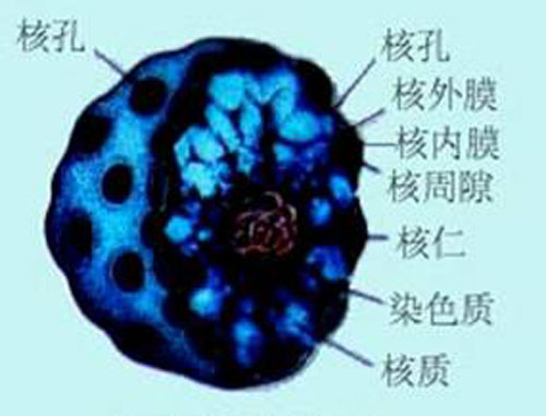 细胞核 细胞核