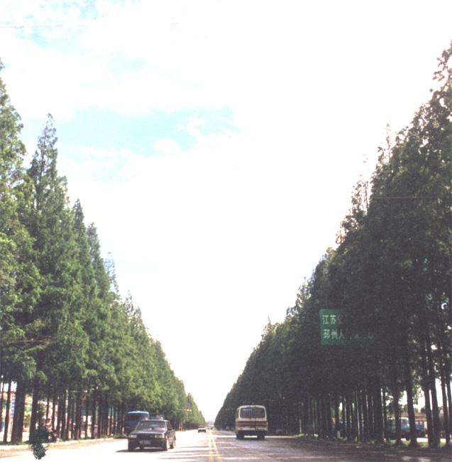天下水杉第一路 天下水杉第一路