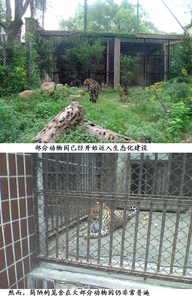 国内动物园的简陋笼舍和生态化笼舍