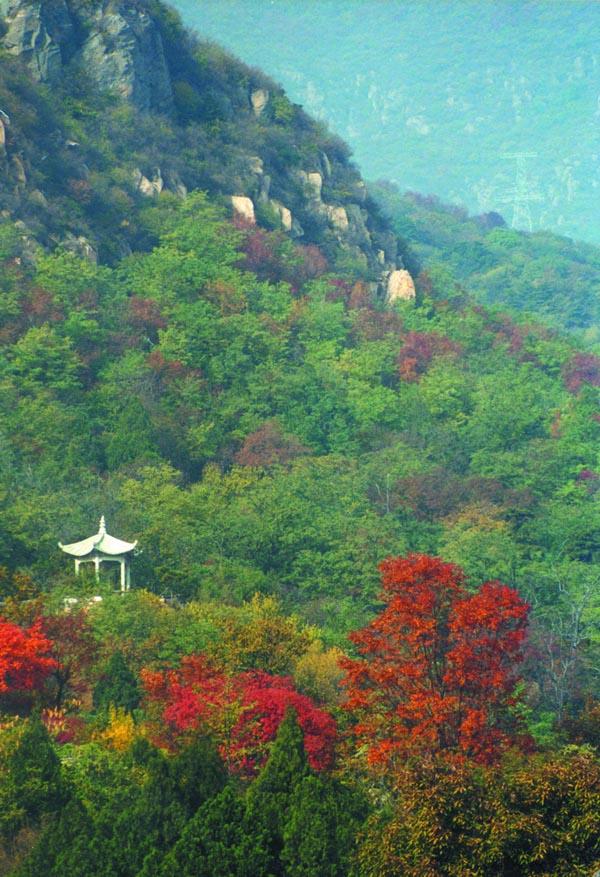 萝芭地