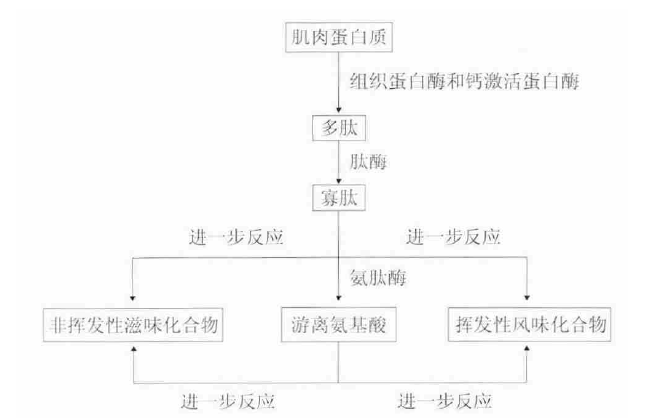 蛋白质降解 蛋白质降解