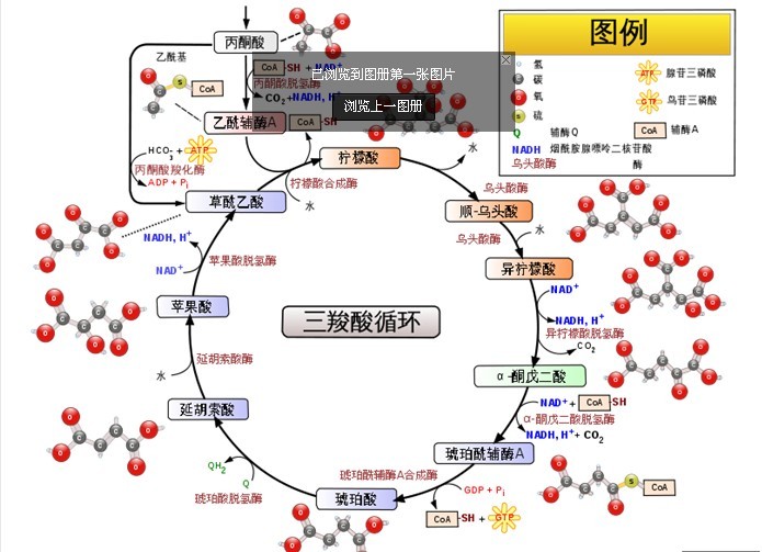 三羧酸循环(生物化学术语)