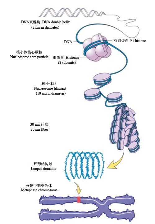 图1 DNA压缩成染色体的过程