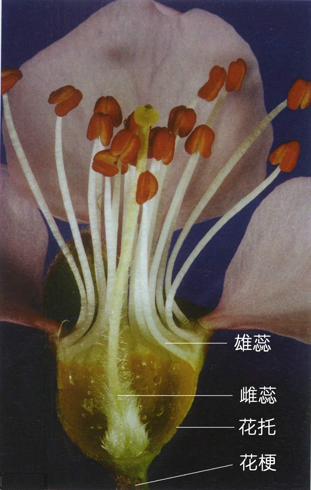李亚科 李亚科