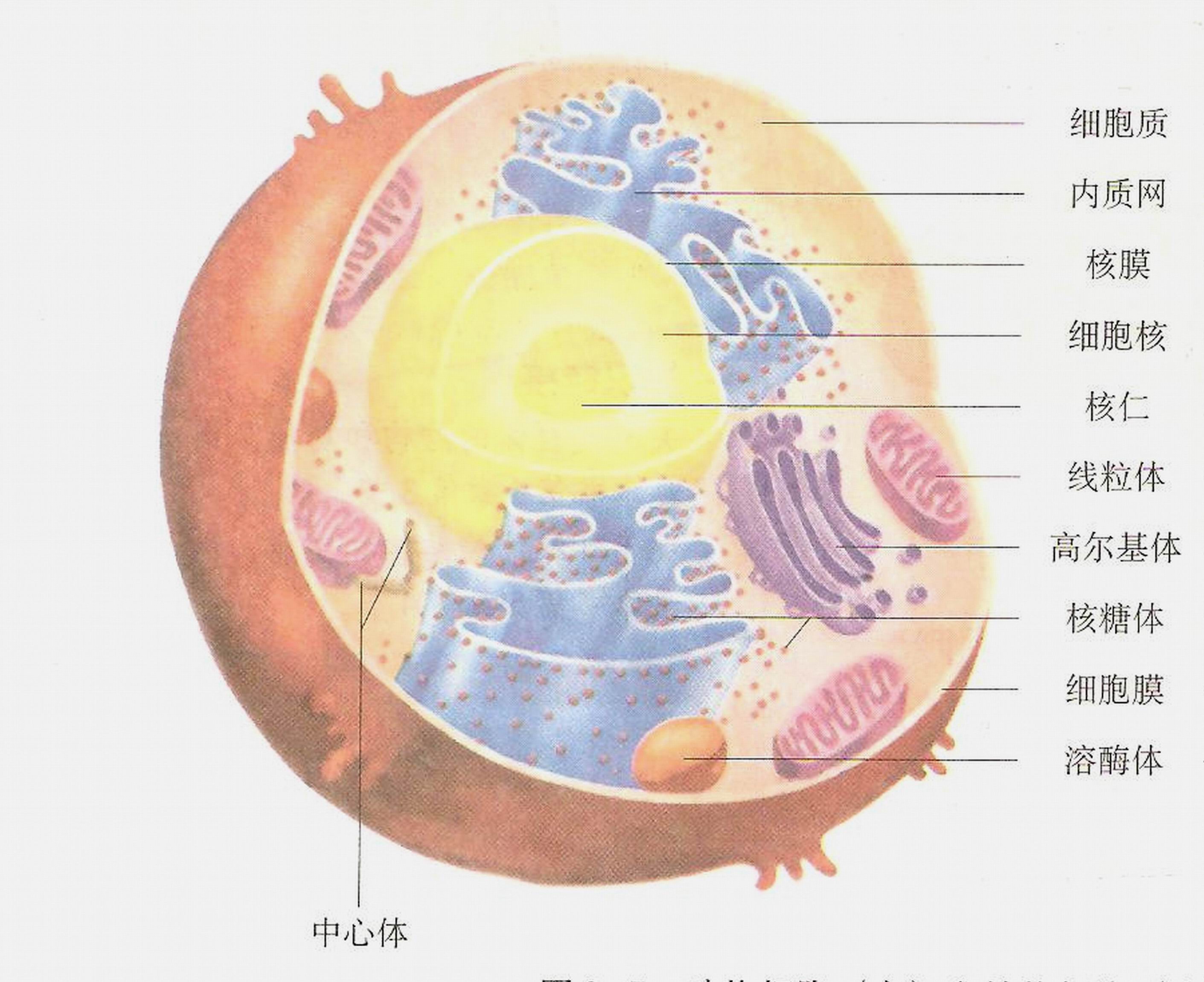 细胞质基质