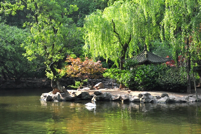 游禽湖 游禽湖