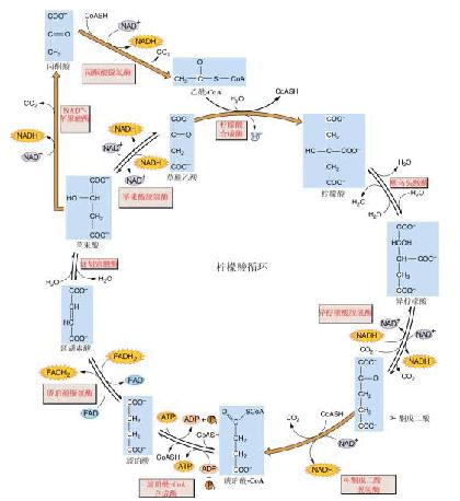 三羧酸循环(生物化学术语)