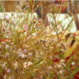 蜡花属 蜡花属