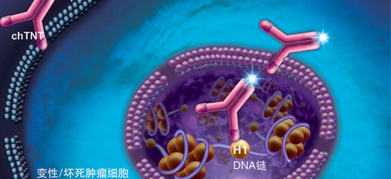 细胞核 细胞核