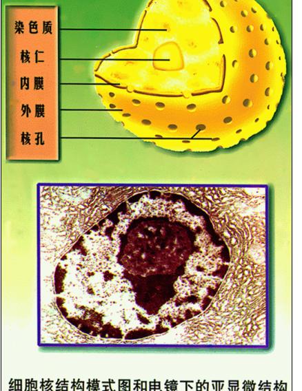 显示各部分结构 显示各部分结构